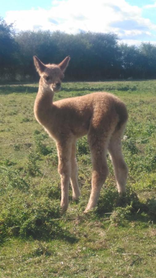 Church Farm, Legbourne Louth Bagian luar foto